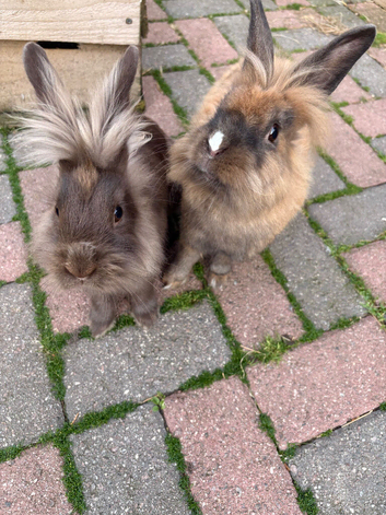 Lion head rabbits
