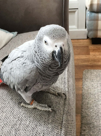 Polly parrot