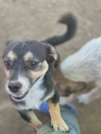 Rescue mix terrier, 7 months old,neutered