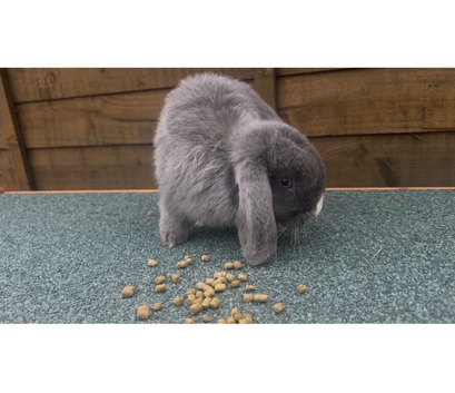 Mini lop