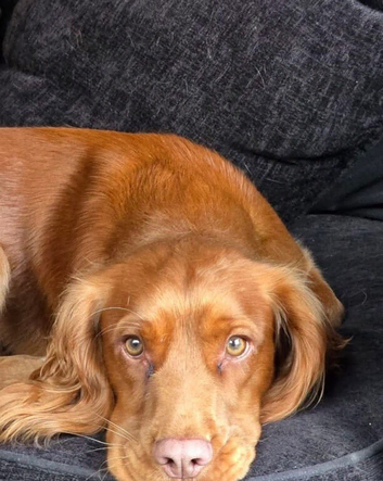 Cocker spaniel girl