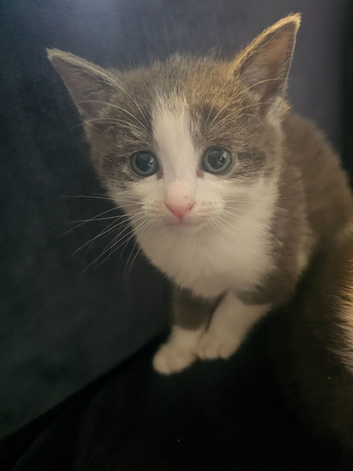 Beautiful kittens