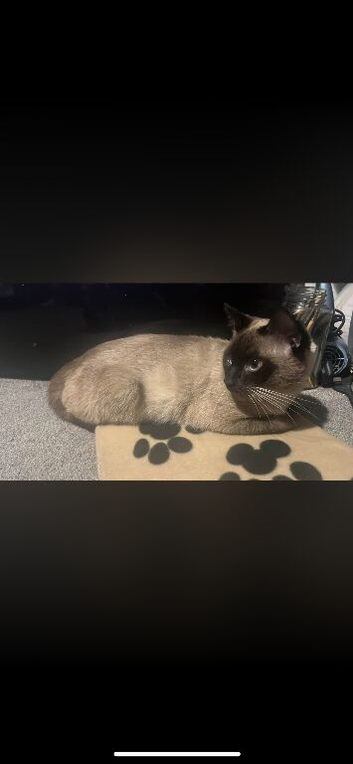 Siamese cat