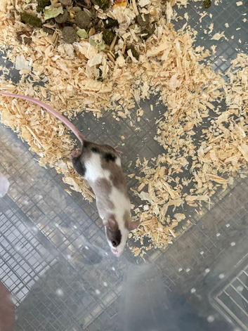 Fancy mice baby boys