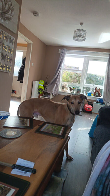 Greyhound saluki beddlton greyhound x bull