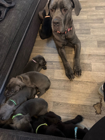 cane corso pups
