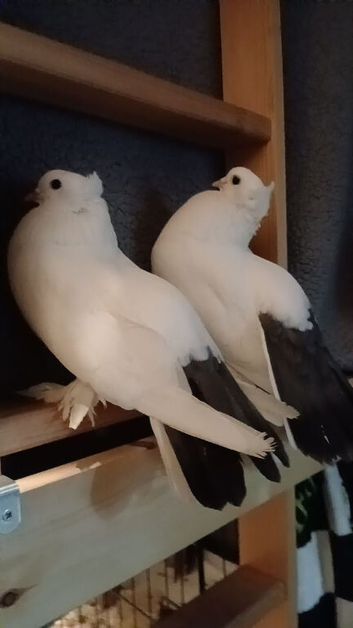 Fantail Pigeons For Rehome