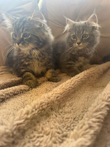 Persian kittens x Maine coon