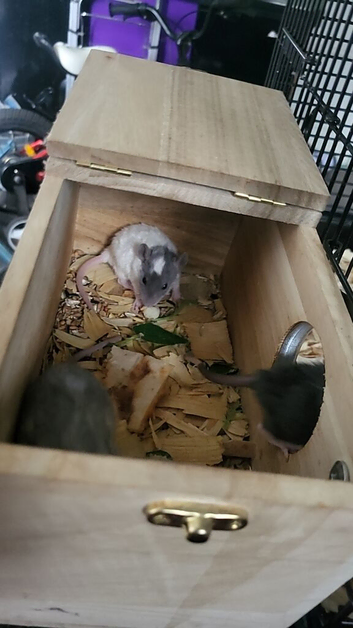 Mum and 4 babies