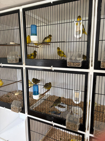 Fife canaries for sale