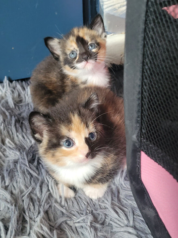 2 beautiful little girls