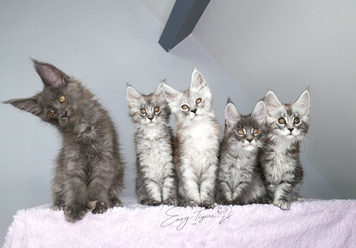 Stunning Maine coon kittens ( polydactyl)