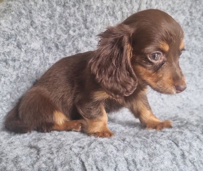 Long haired Mini Dachshund