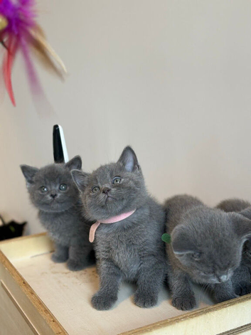 DNA Tested Hereditary Clear British Shorthair Kittens
