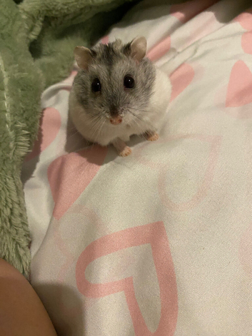 Russian dwarf hamster