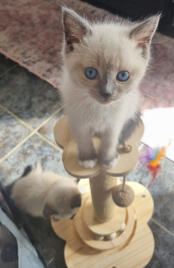 Beautiful ragdoll kittens