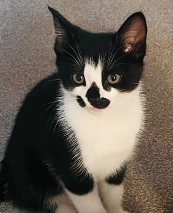 Beautiful kittens for sale