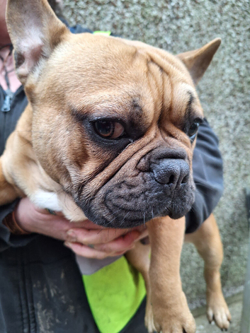 Last Boy Puppy Left (updated ad)