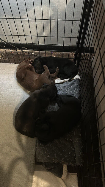Staffrador puppies