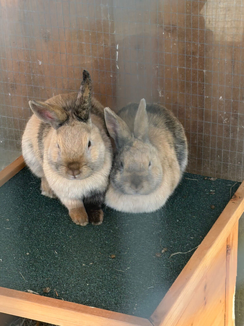 2 harliquin boy bunnies