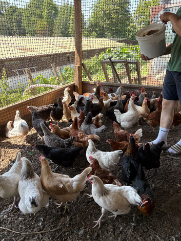 Farm For sale