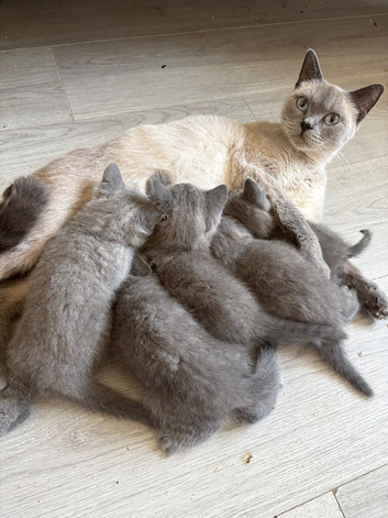 Beautiful British Blue Kittens