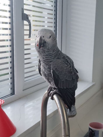 African grey for sale with all DNA papers 1 year old male