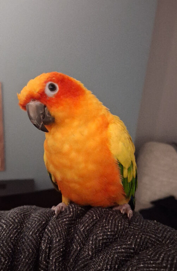 12Month Sunconure For Sale.