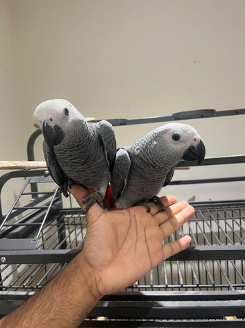 Handreared Baby Super Tame Cuddly African Grey Parrot