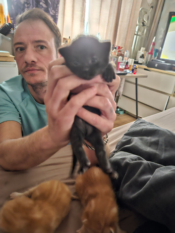Kittens for rehoming