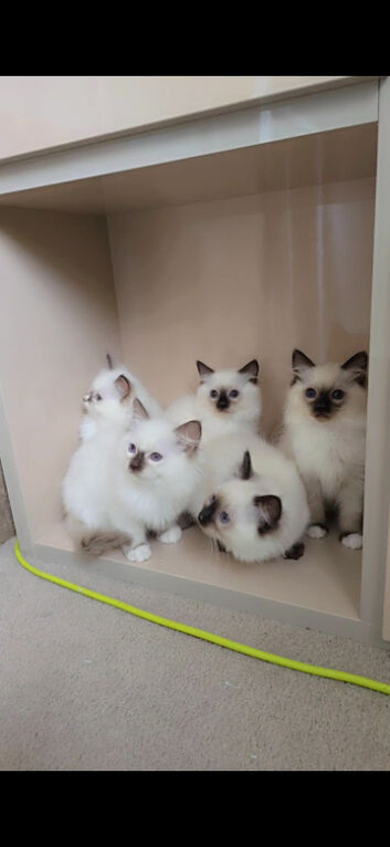 Full Pedigree kittens tica registered