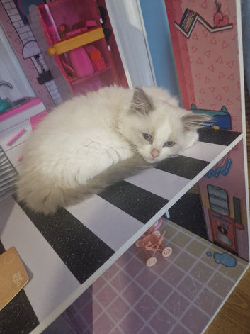 Ragdoll kitten