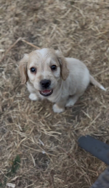 Cocker spaniel puppys