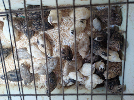 Japanese quail