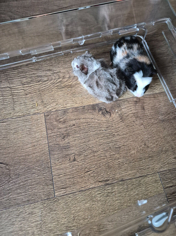 Guinea pig babys