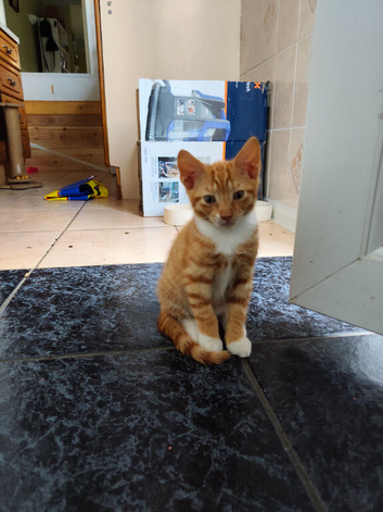 Kittens Looking for Loving Homes