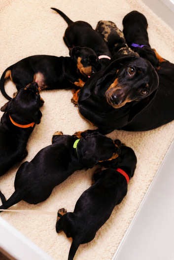 Dachshund puppys