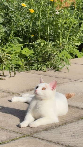 Cat for re-homing