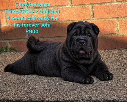 Chowpei Pups