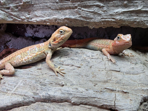 Baby bearded dragons