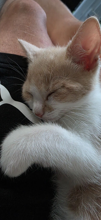 Ginger white cat boy