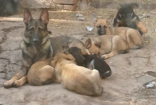 Adorable German Shepherd Puppies