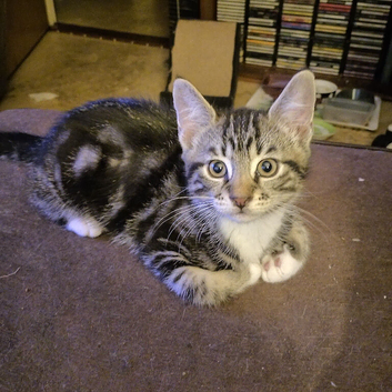 1 male kitten looking for a new home