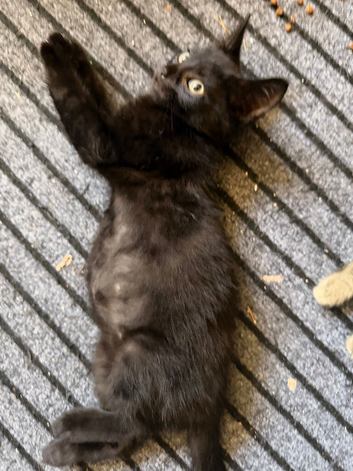2 black ragdoll short hair kitten