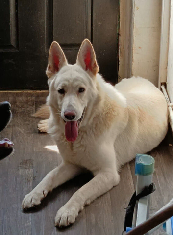 REHOME OUR HANDSOME BOY IN WALSALL