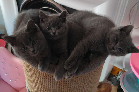 British shorthair & ragdoll kittens