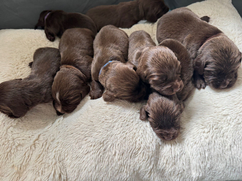 Beautiful Chocolate Working Sprocker Puppied