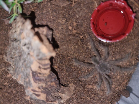 Small Theraphosa stirmi Goliath Birdeater UNSEXED