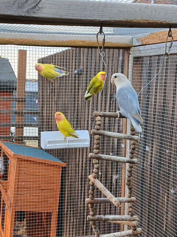 Lovebirds for sale