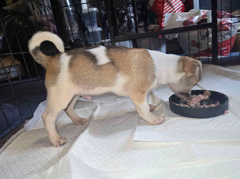 Adorable Tiny blue eyed merle shichi Puppies